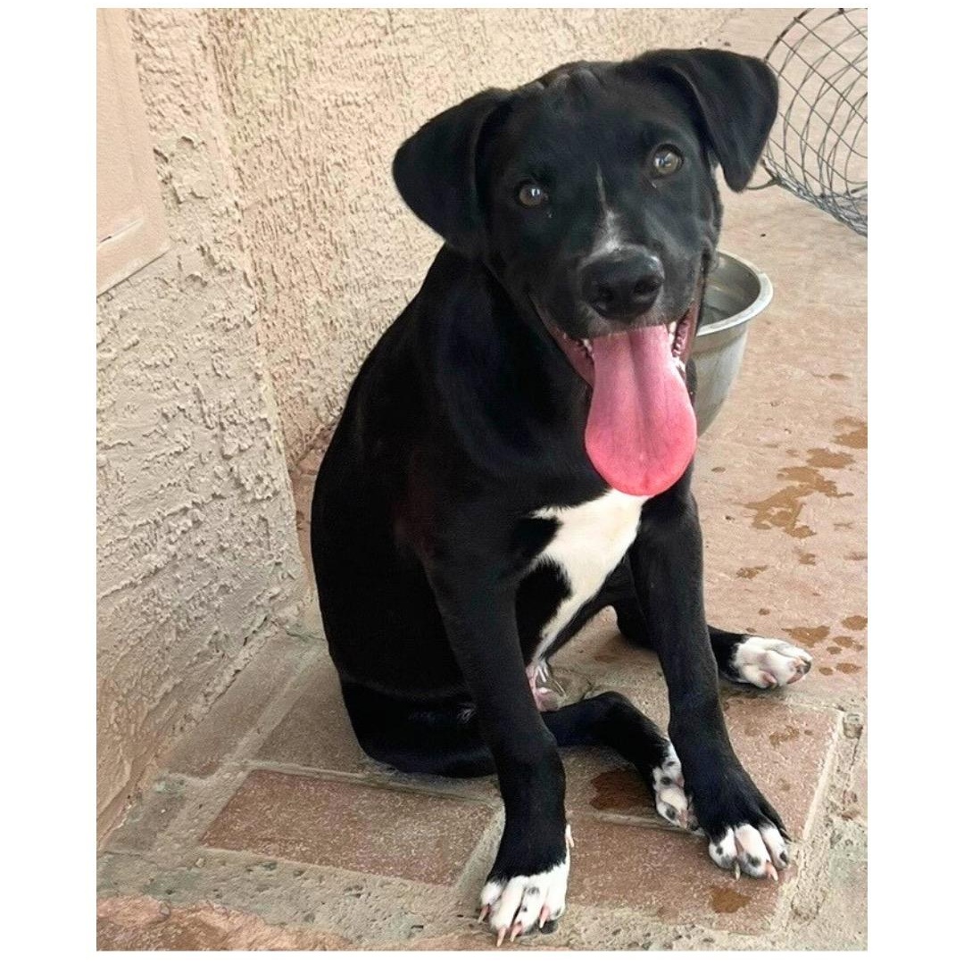 Kanga, a Adoptable mixed breed in El Paso, TX image 2/5