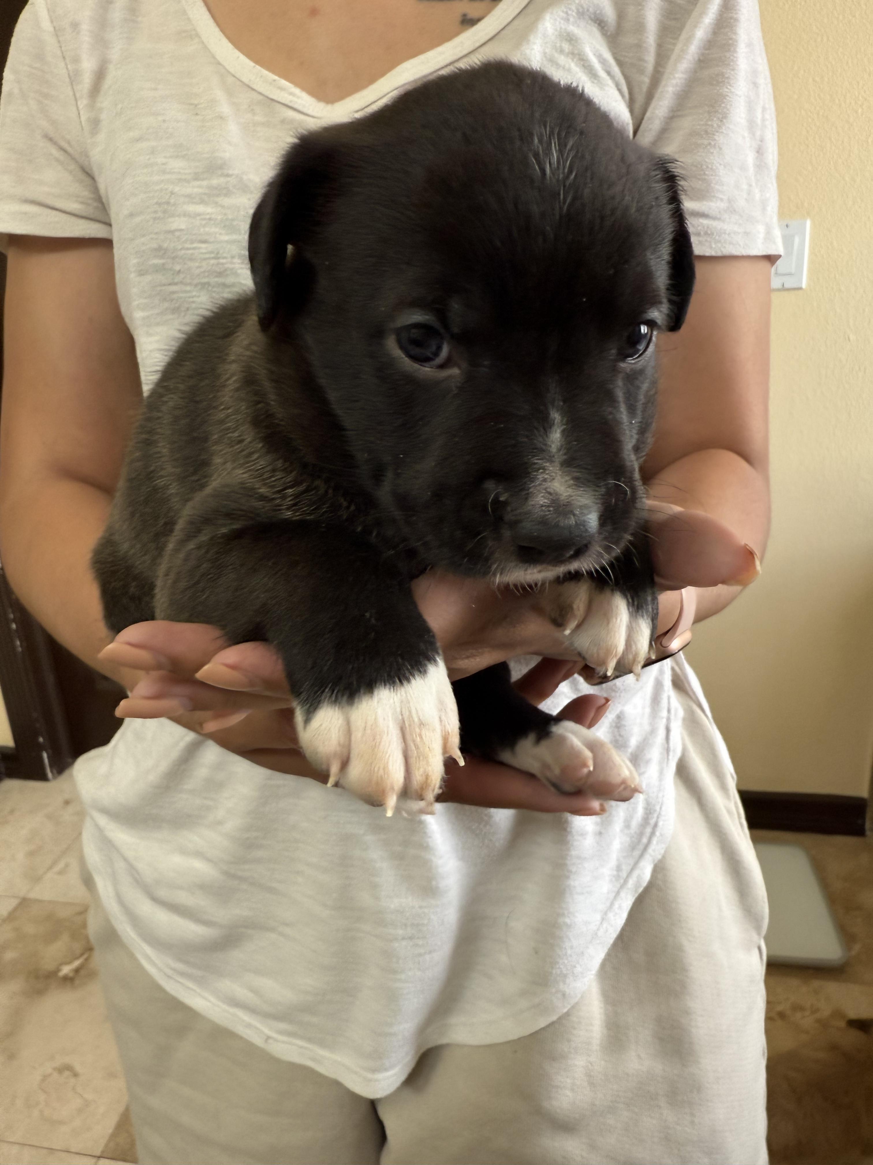 Kanga, a Adoptable mixed breed in El Paso, TX image 4/5