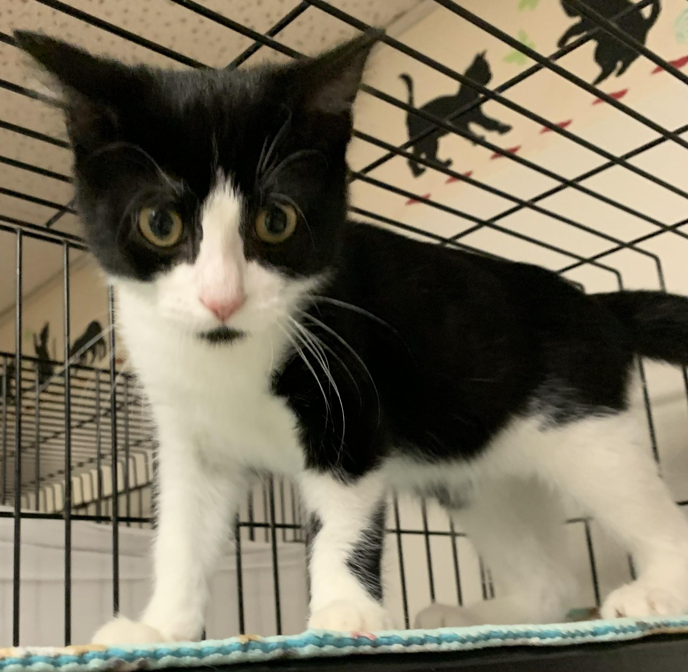 Enlarge Julep26, a Adopted Domestic Short Hair in Milwaukee, WI image 2/3