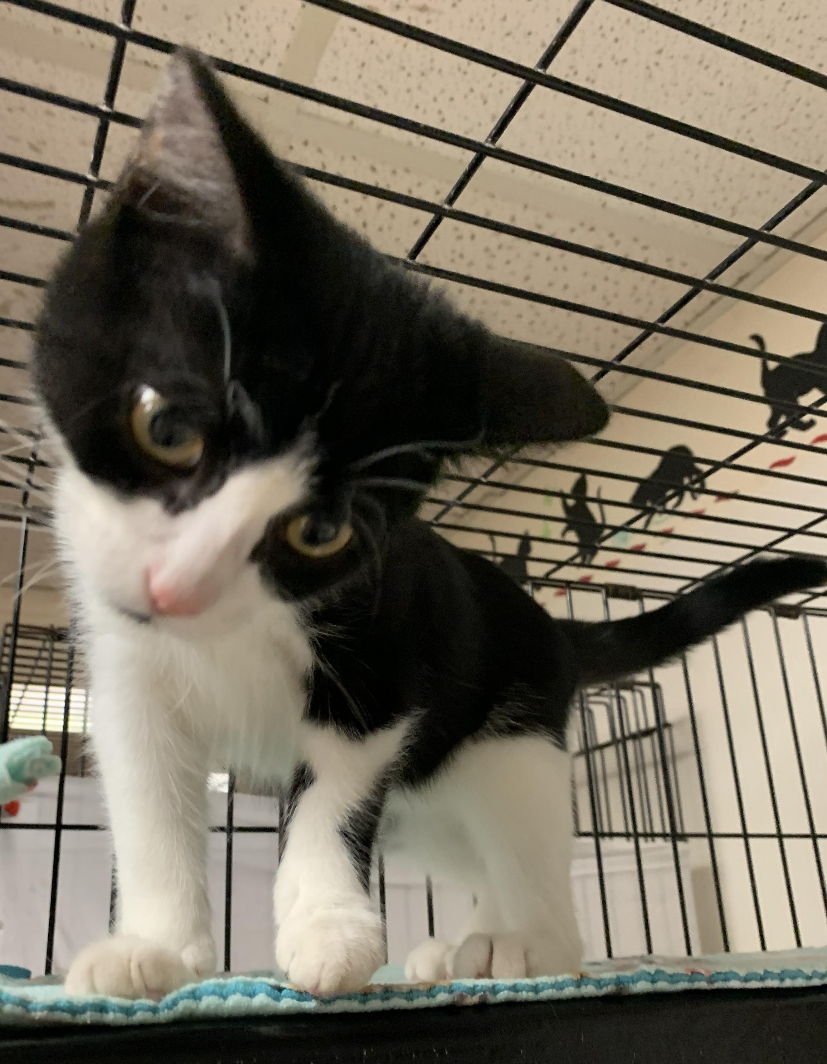 Enlarge Julep26, a Adopted Domestic Short Hair in Milwaukee, WI image 3/3