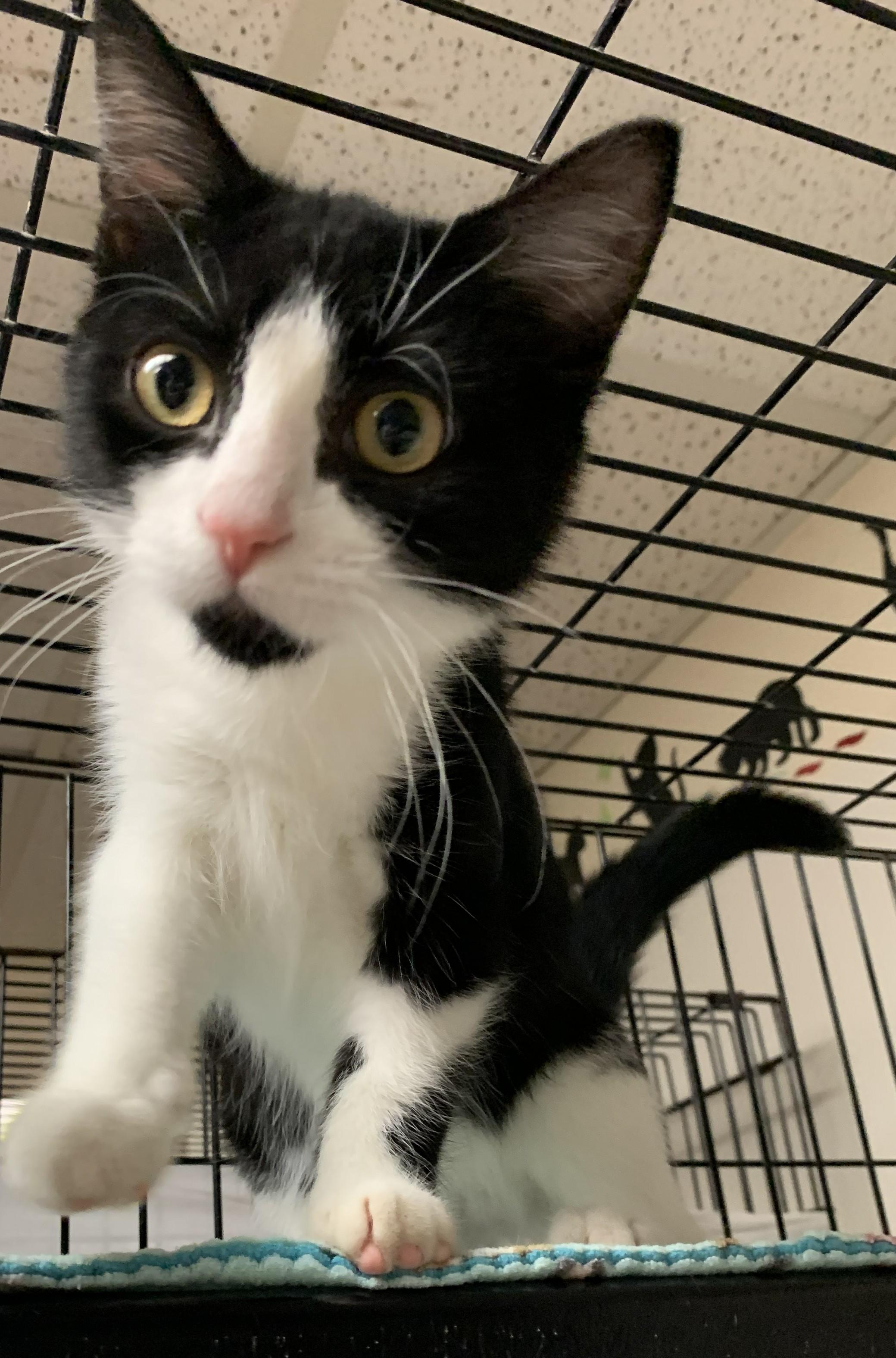 Julep26, Adopted, Kitten Female Domestic Short Hair.