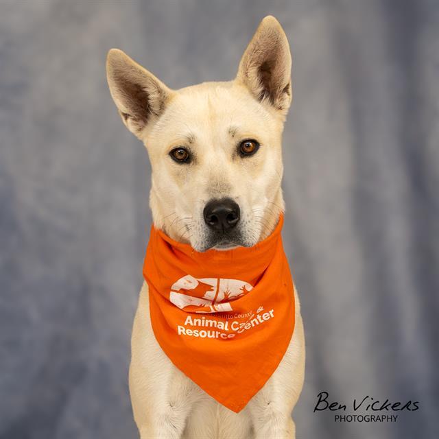 Enlarge CURLY, a Adoptable mixed breed in Albuquerque, NM image 1/1
