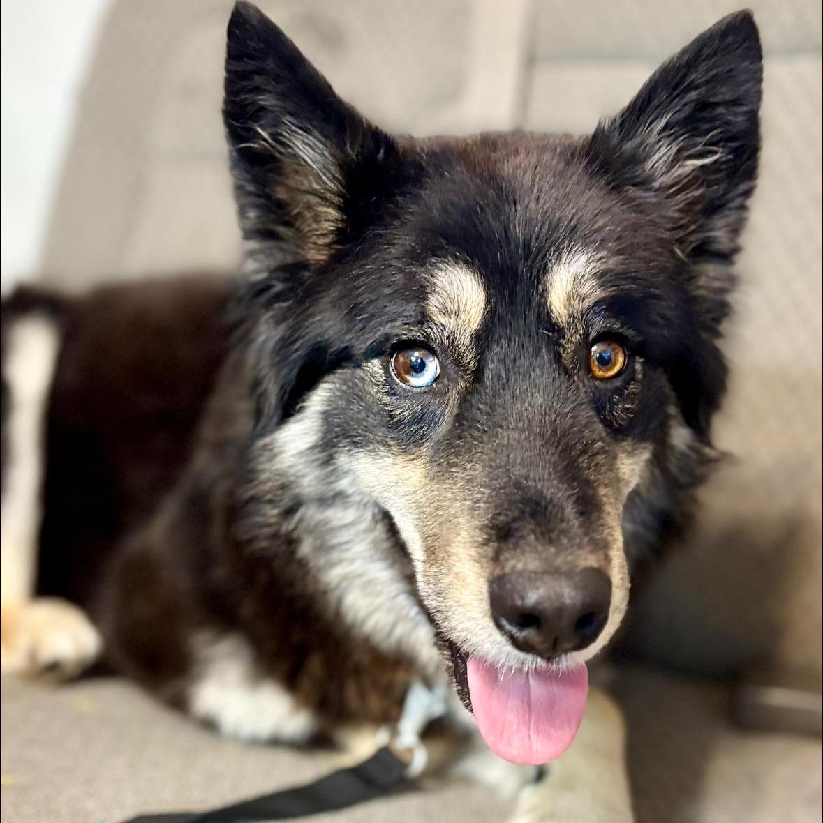 Kit, a ADOPTABLE mixed breed in Des Moines, IA image 1/2