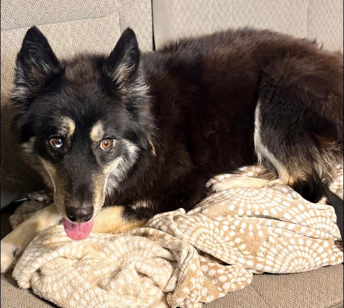 Kit, a ADOPTABLE mixed breed in Des Moines, IA image 2/2