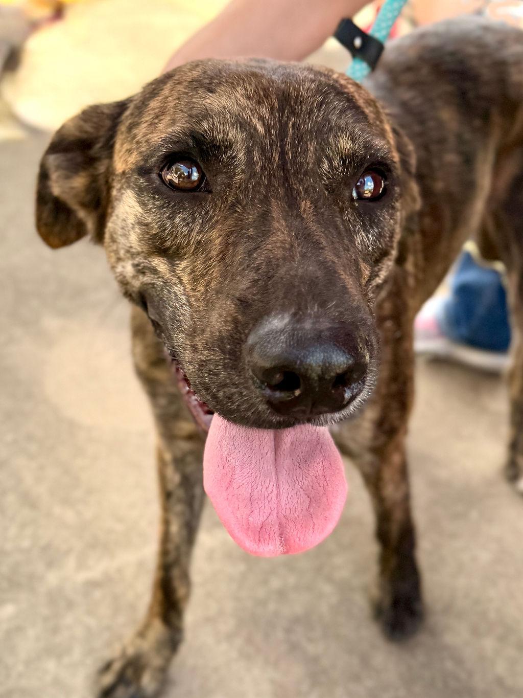 Enlarge Blaze, an adopted mixed breed in College Station, TX image 5/6