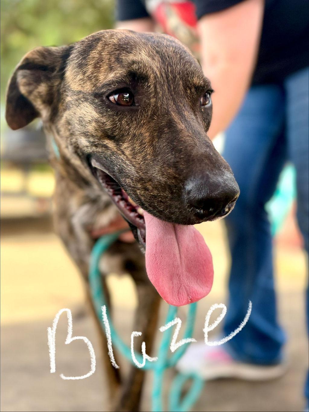 Enlarge Blaze, an adopted mixed breed in College Station, TX image 6/6