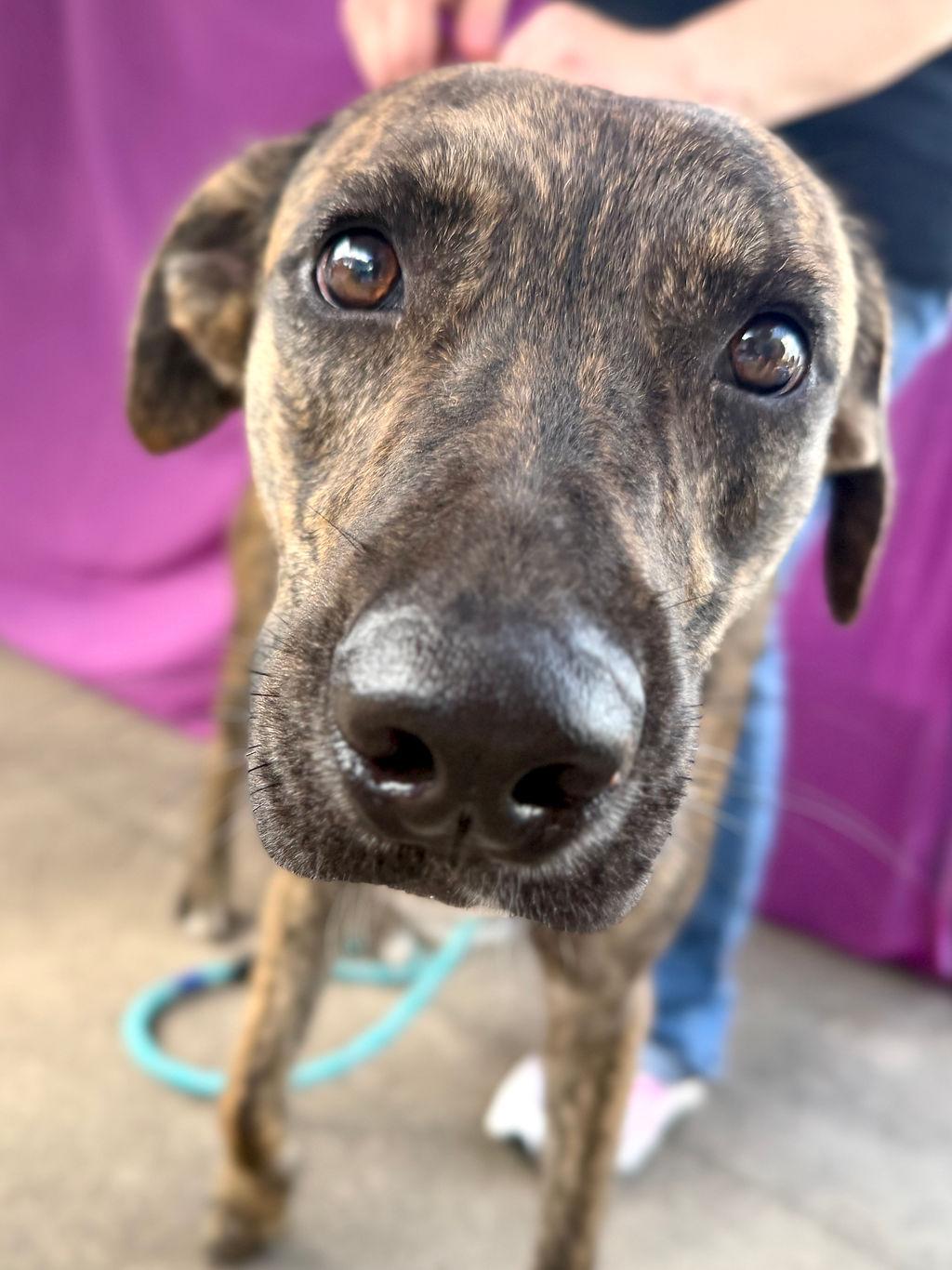 Enlarge Blaze, an adopted mixed breed in College Station, TX image 4/6