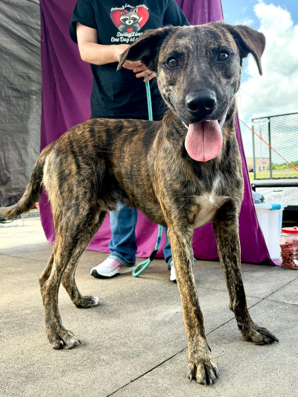 Enlarge Blaze, an adopted mixed breed in College Station, TX image 2/6