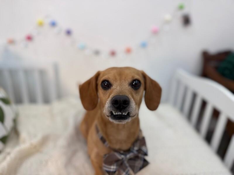 Tony Rigatoni — thumbnail 2