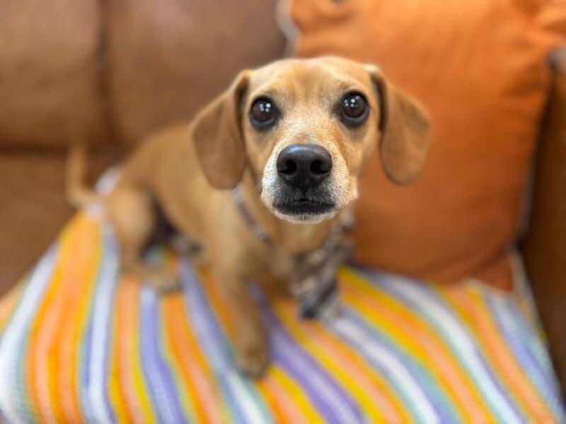 Tony Rigatoni — thumbnail 3