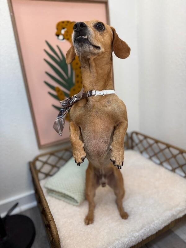 Tony Rigatoni — thumbnail 4