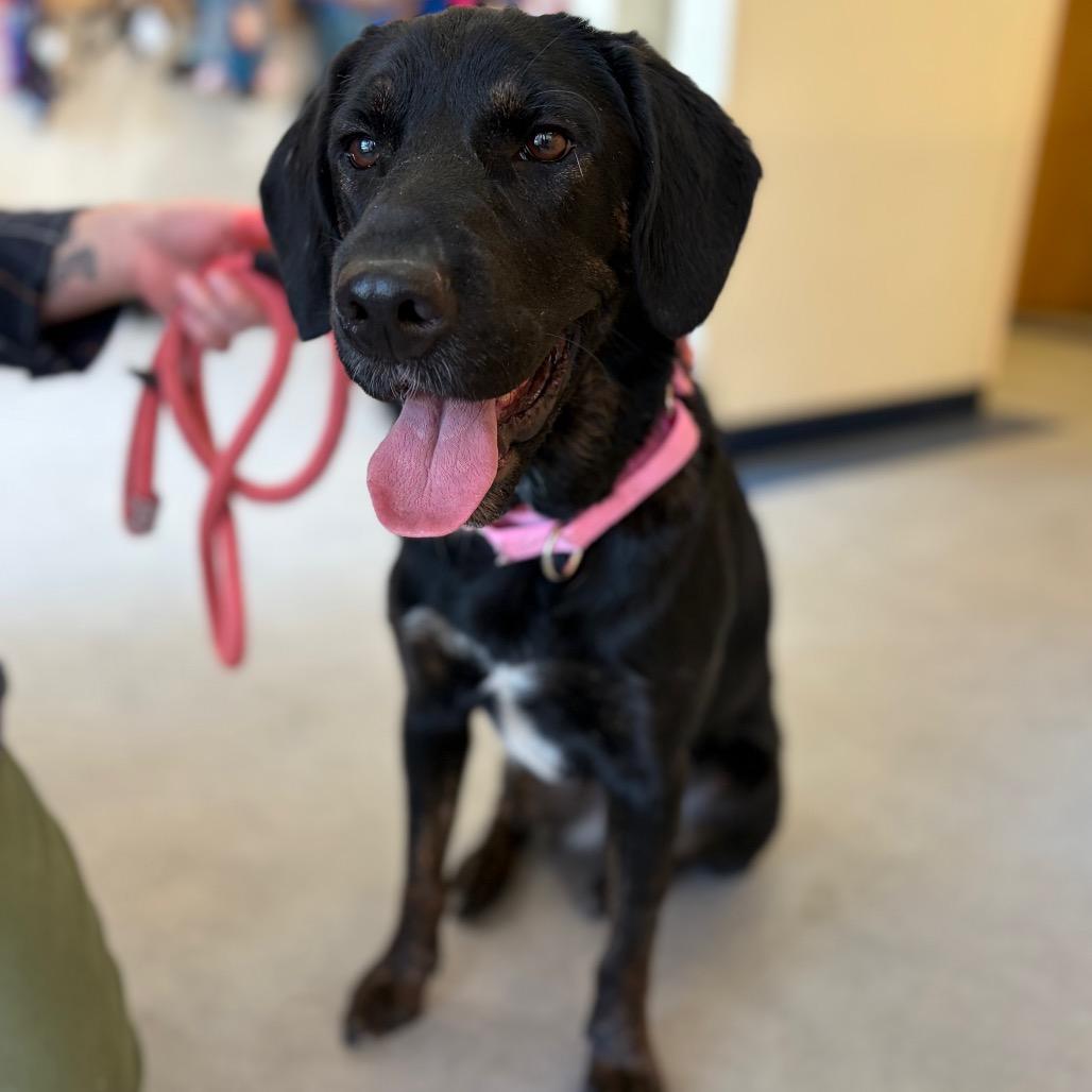 Megan, Adoptable, Adult Female Labrador Retriever & Mixed Breed.
