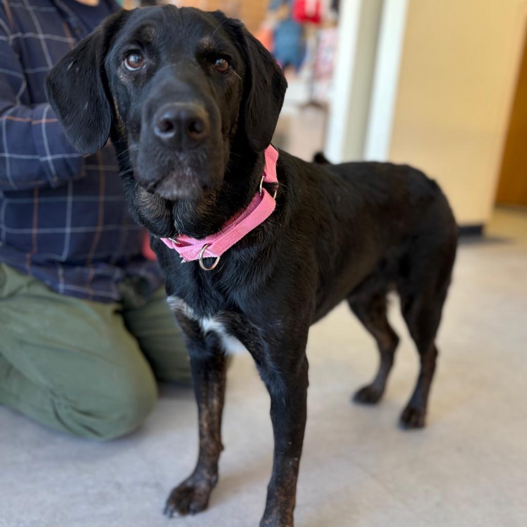 Megan, a Adoptable mixed breed in Morrisville, VT image 2/6