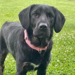 Megan, a Adoptable mixed breed in Morrisville, VT image 2/6