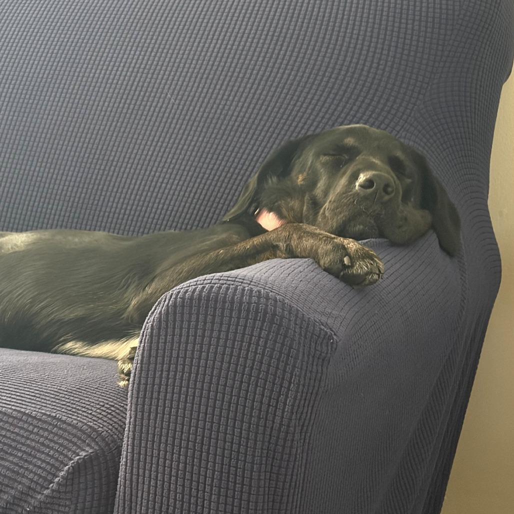 Megan, a Adoptable mixed breed in Morrisville, VT image 3/6
