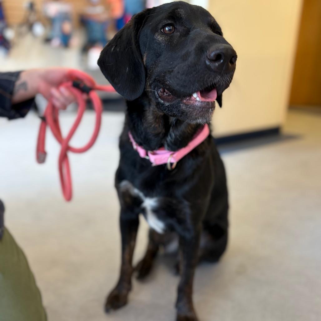 Megan, a Adoptable mixed breed in Morrisville, VT image 3/6