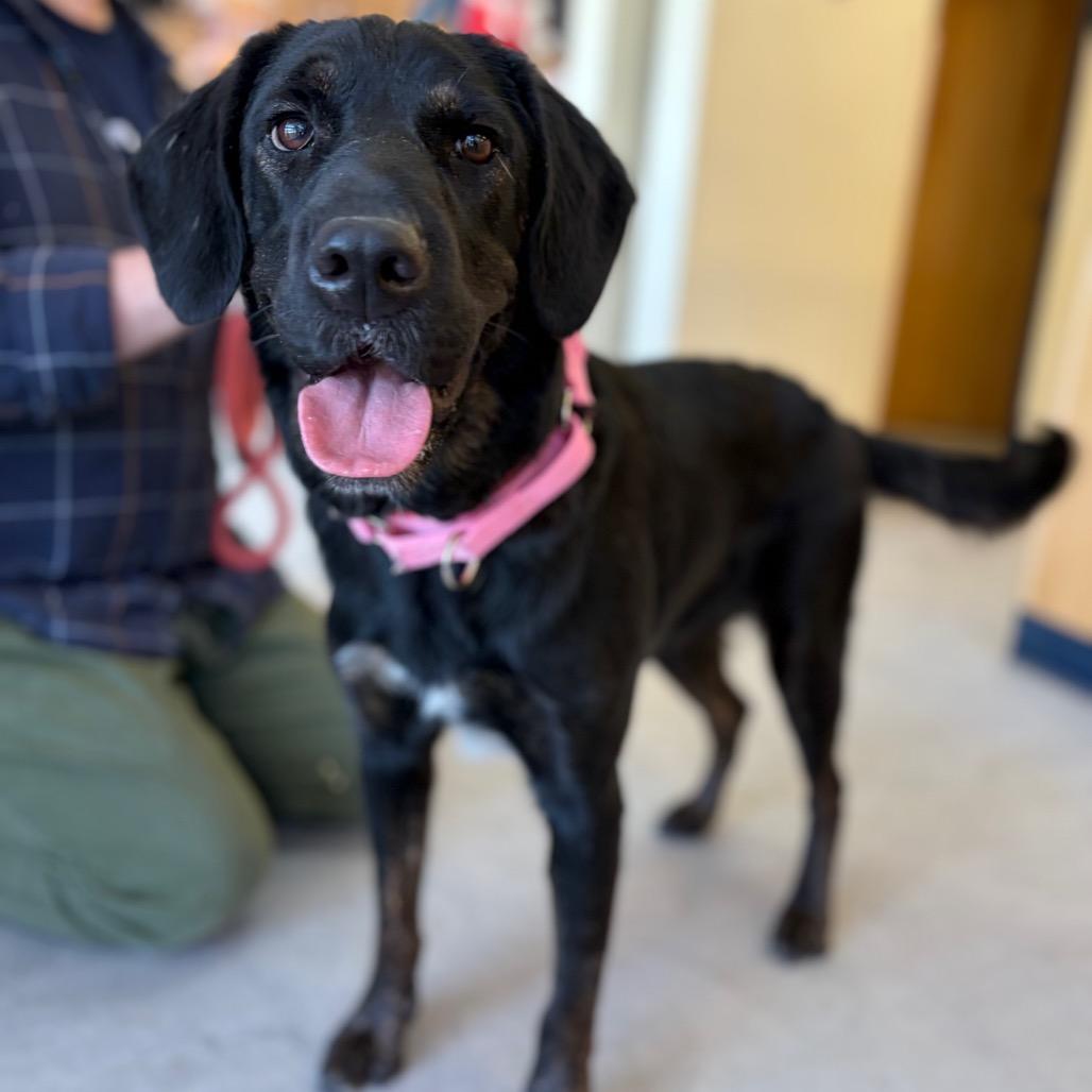 Megan, a Adoptable mixed breed in Morrisville, VT image 4/6