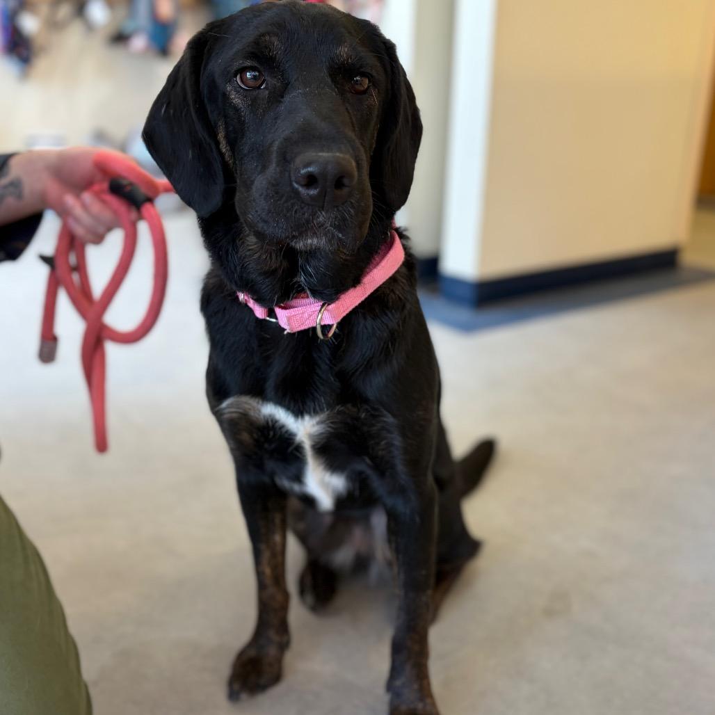 Megan, a Adoptable mixed breed in Morrisville, VT image 5/6