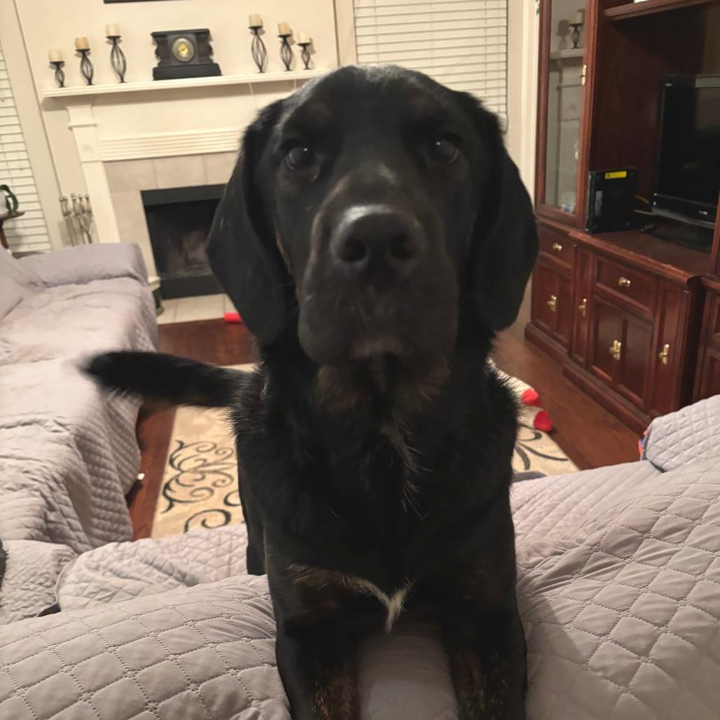 Megan, a Adoptable mixed breed in Morrisville, VT image 6/6