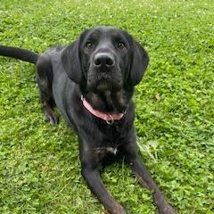 Megan, a Adoptable mixed breed in Morrisville, VT image 6/6