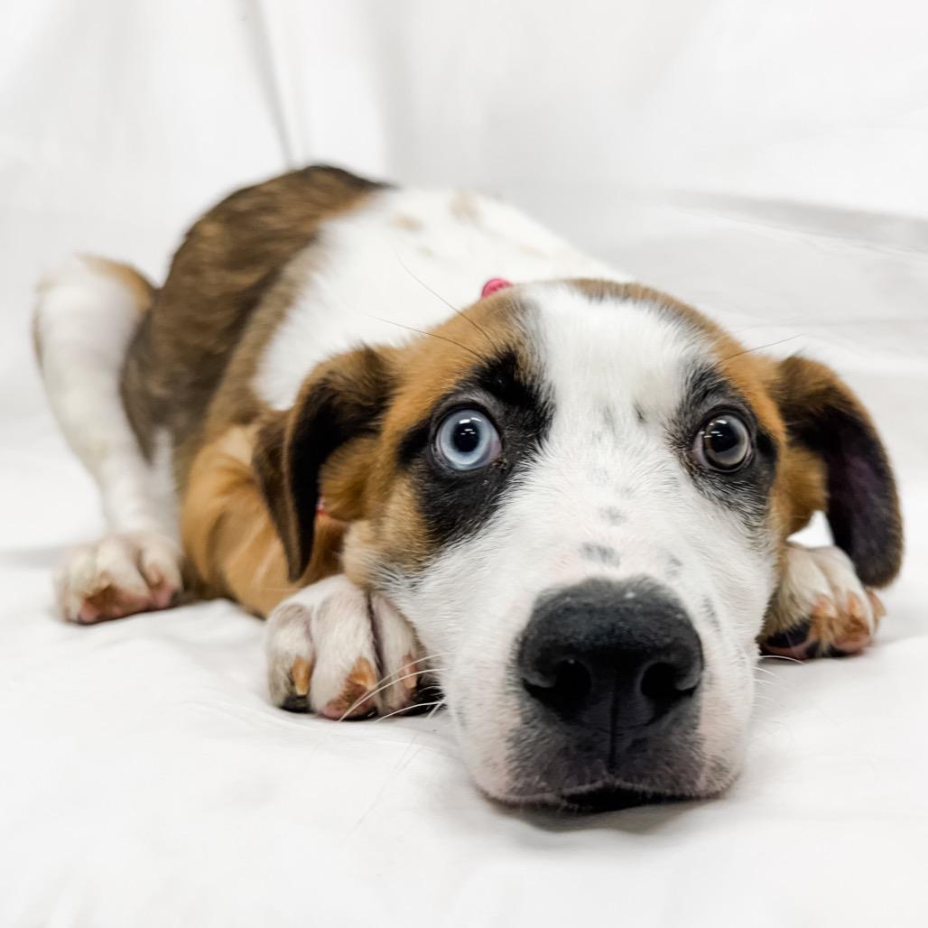 Enlarge 497 (2026) Cheyenne, a Adoptable mixed breed in Parker, CO image 1/6