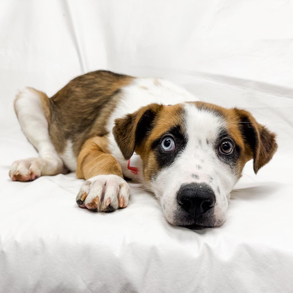 Enlarge 497 (2026) Cheyenne, a Adoptable mixed breed in Parker, CO image 2/6