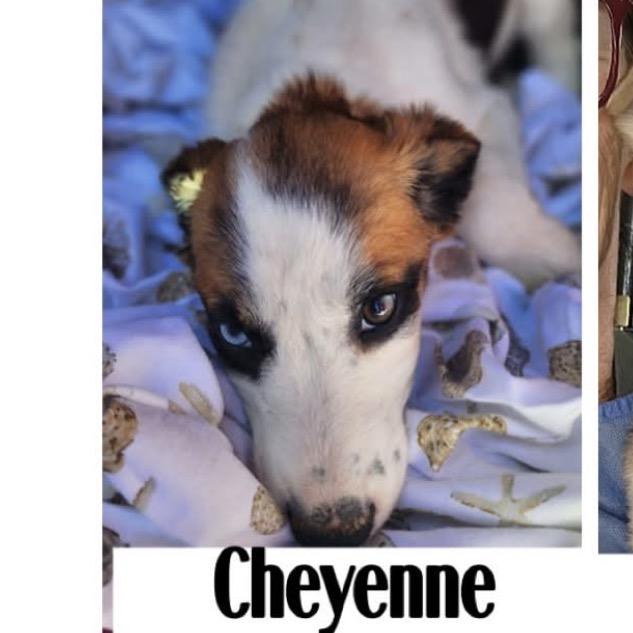 Enlarge 497 (2026) Cheyenne, a Adoptable mixed breed in Parker, CO image 3/6