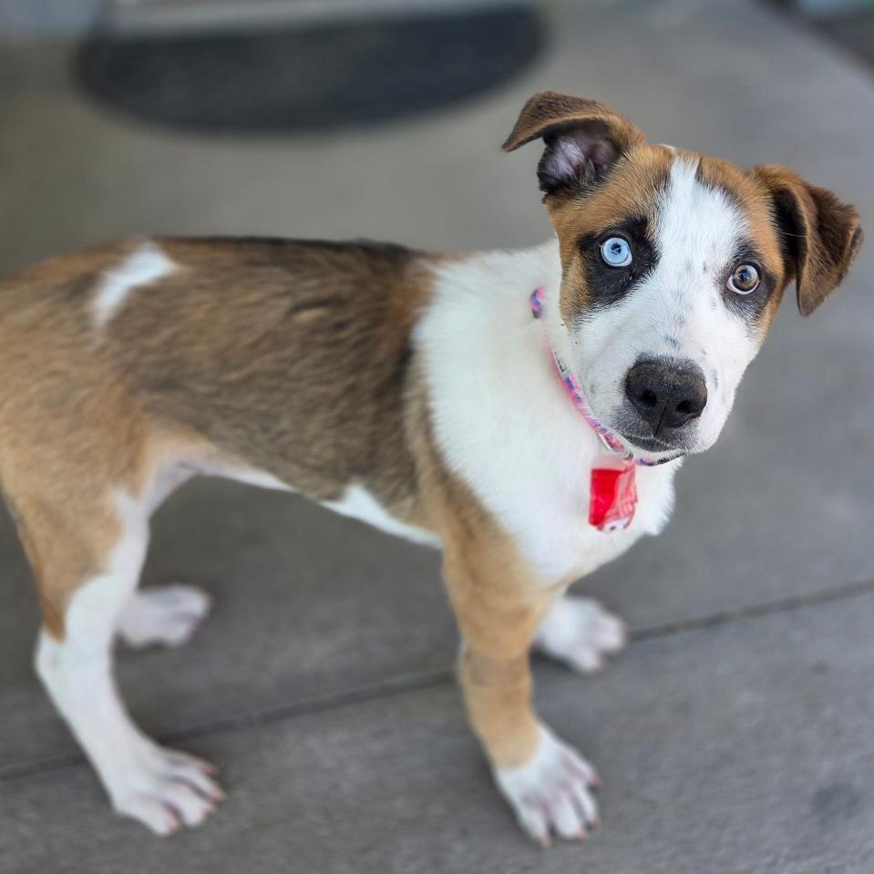 Enlarge 497 (2026) Cheyenne, a Adoptable mixed breed in Parker, CO image 4/6