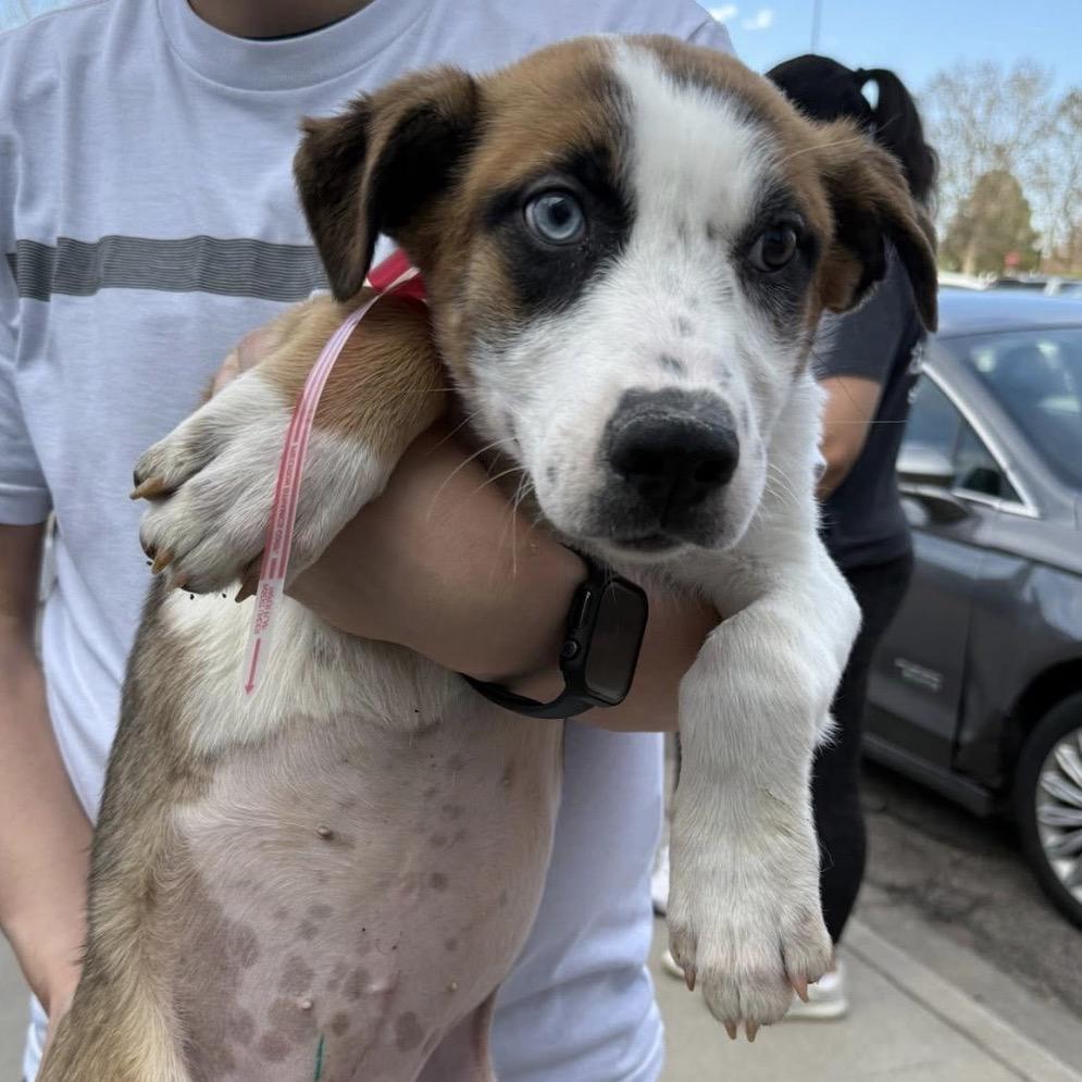Enlarge 497 (2026) Cheyenne, a Adoptable mixed breed in Parker, CO image 5/6