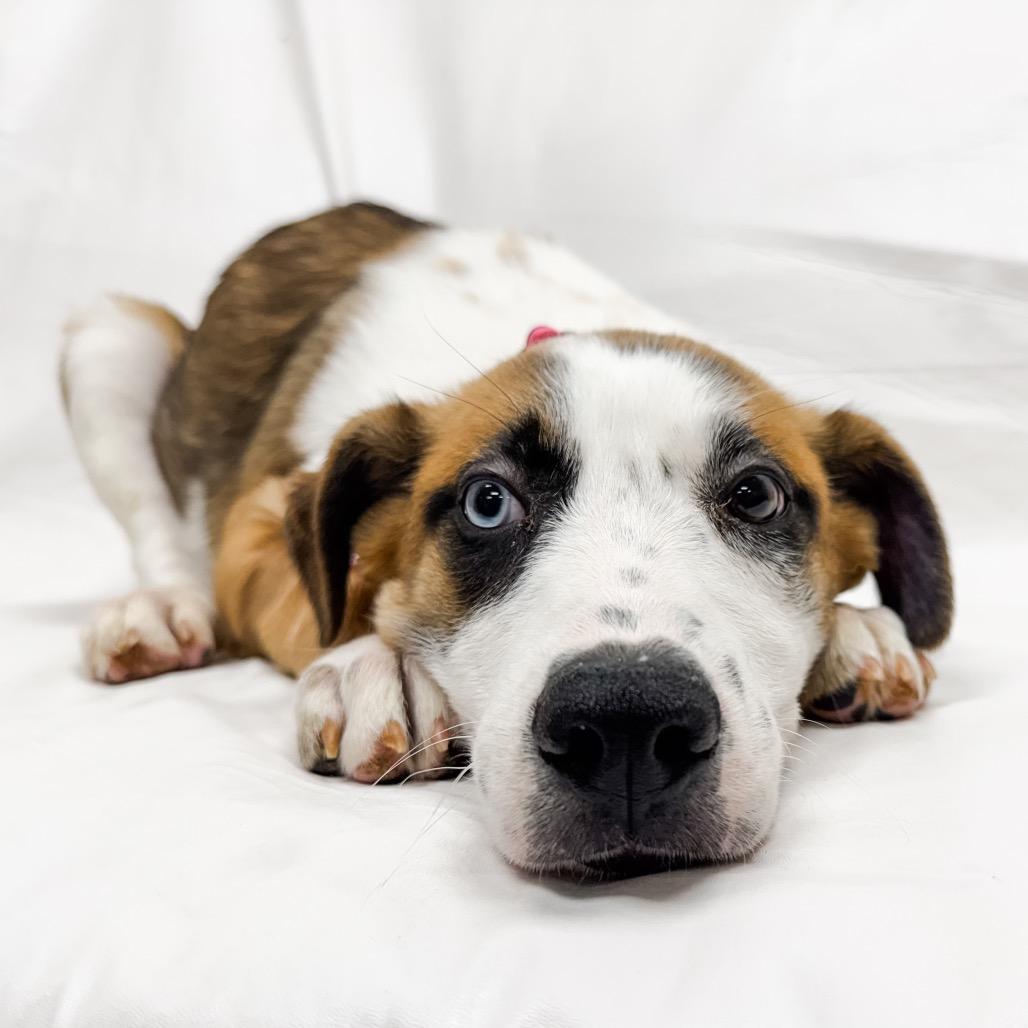 Enlarge 497 (2026) Cheyenne, a Adoptable mixed breed in Parker, CO image 6/6