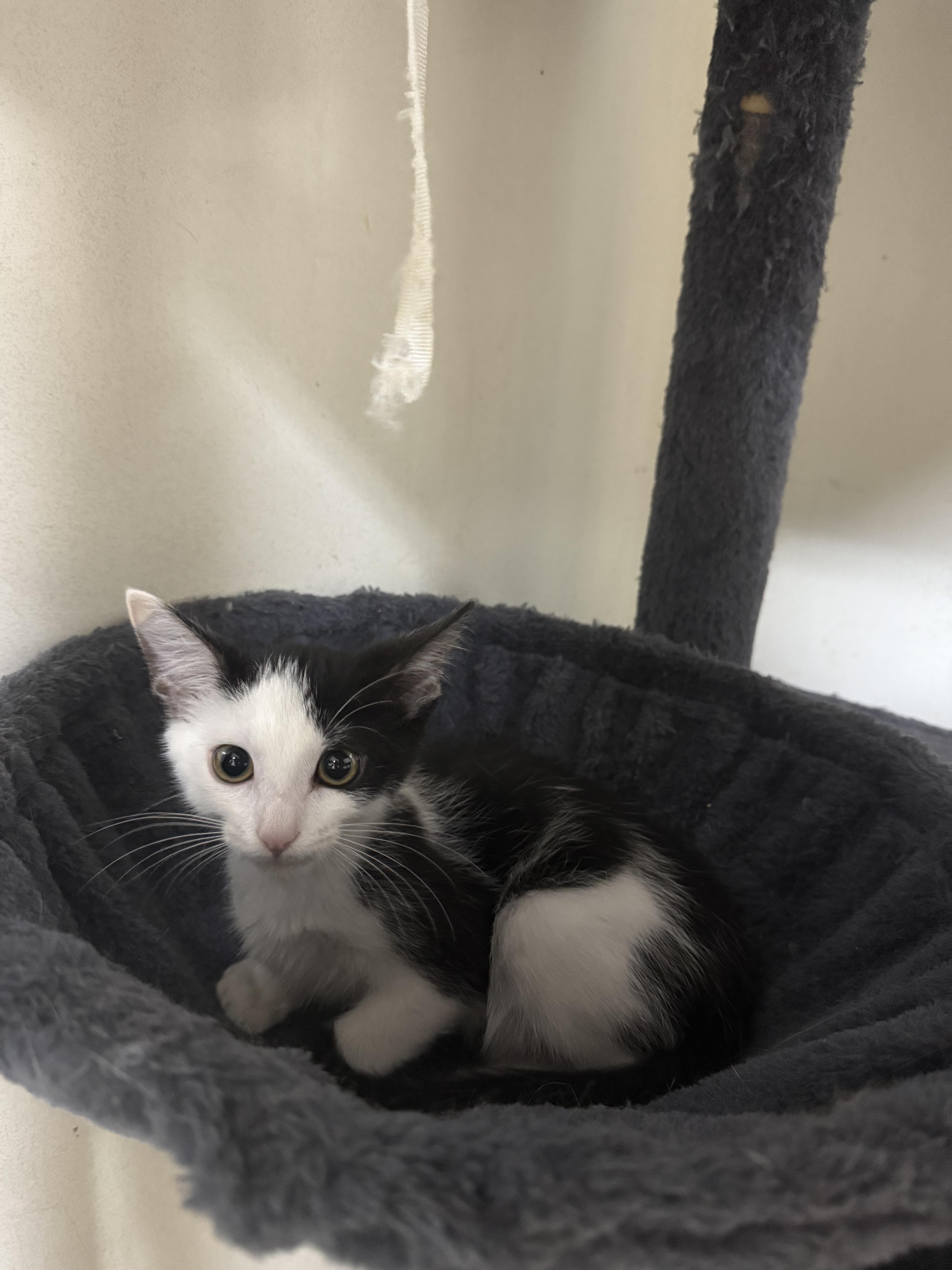 Thorin, ADOPTABLE, Kitten Male Domestic Short Hair.