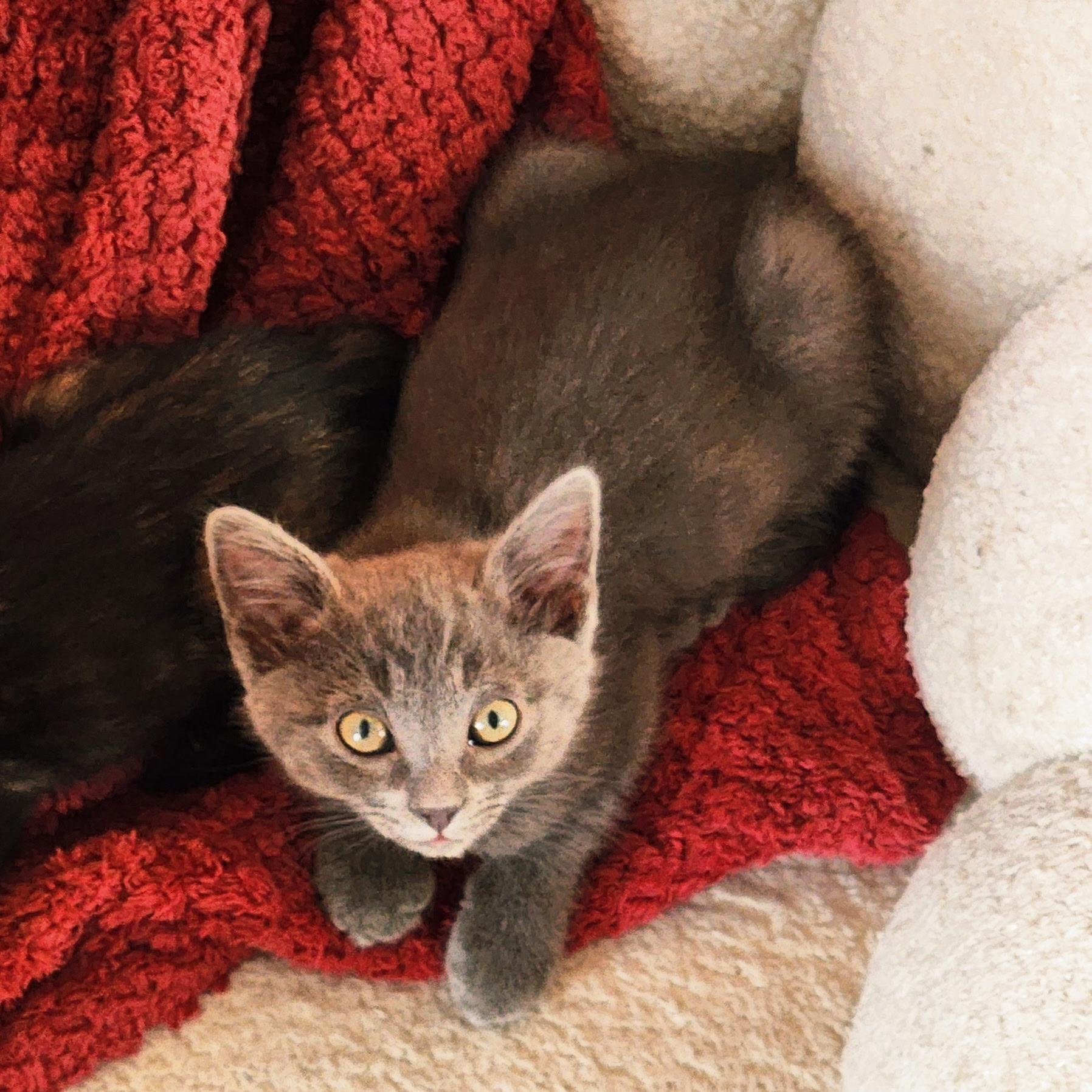 Enlarge Furio Tigre, a ADOPTABLE mixed breed in Woodinville, WA image 3/4