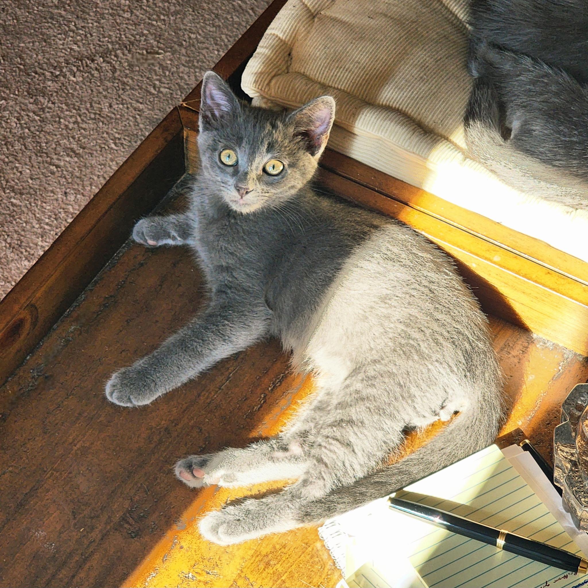 Enlarge Furio Tigre, a ADOPTABLE mixed breed in Woodinville, WA image 2/4