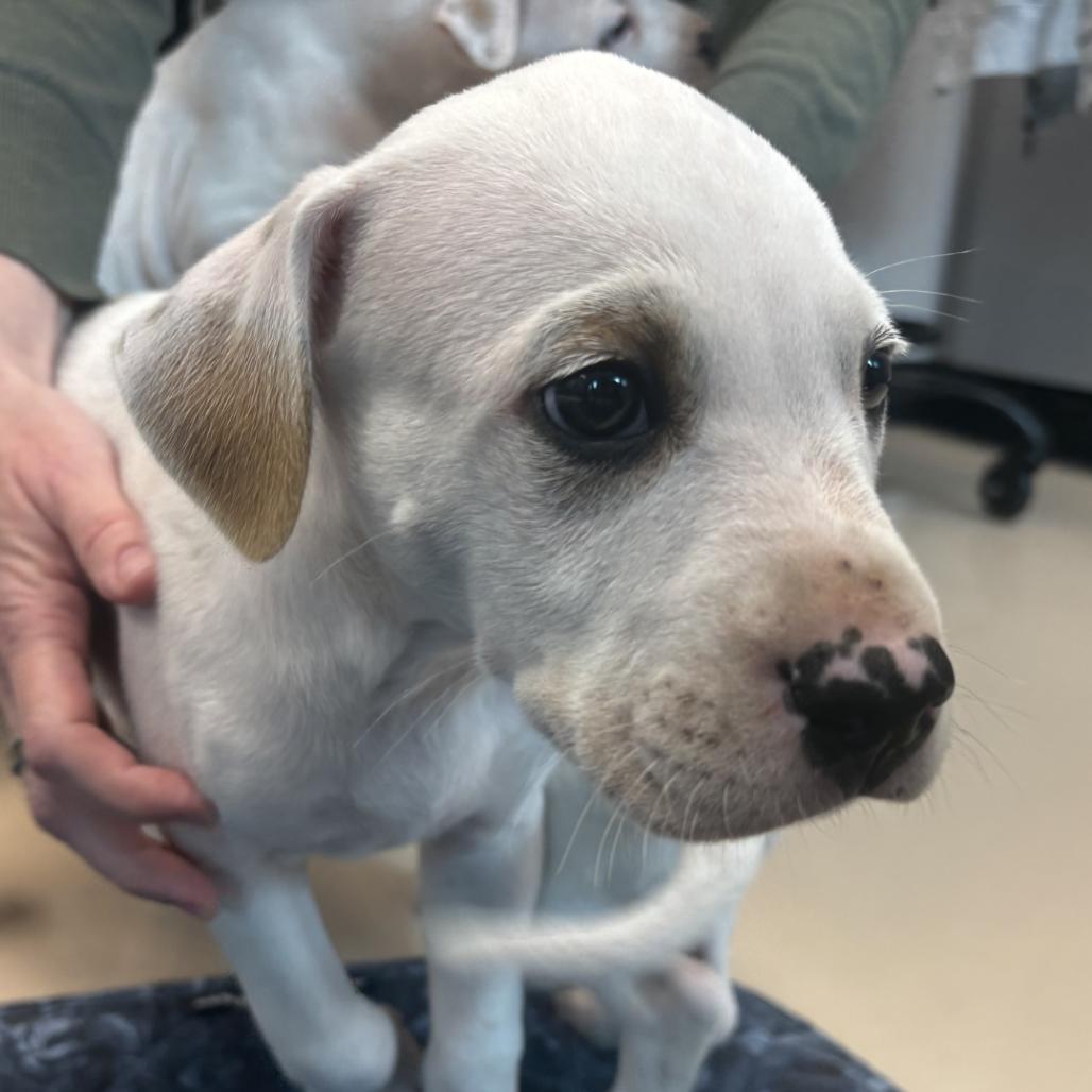 Lemon, Adoptable, Puppy Male Mixed Breed.