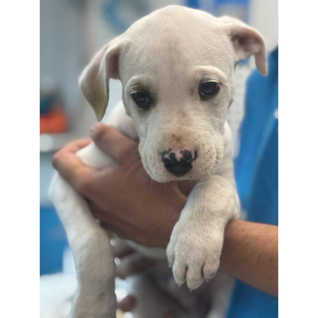 Enlarge Lemon, a Adoptable Mixed Breed in Mebane, NC image 2/5
