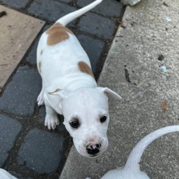 Enlarge Lemon, a Adoptable Mixed Breed in Mebane, NC image 3/5
