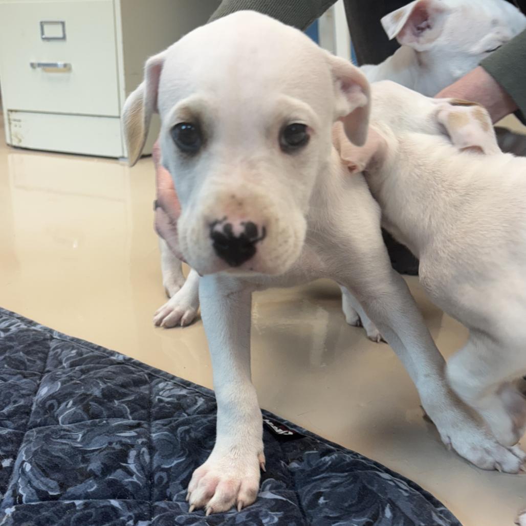 Enlarge Lemon, a Adoptable Mixed Breed in Mebane, NC image 4/5
