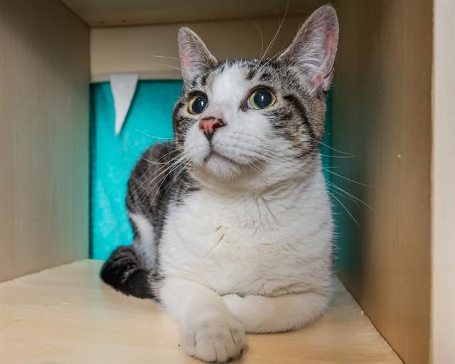 OWL, Adoptable, Adult Female Domestic Short Hair.