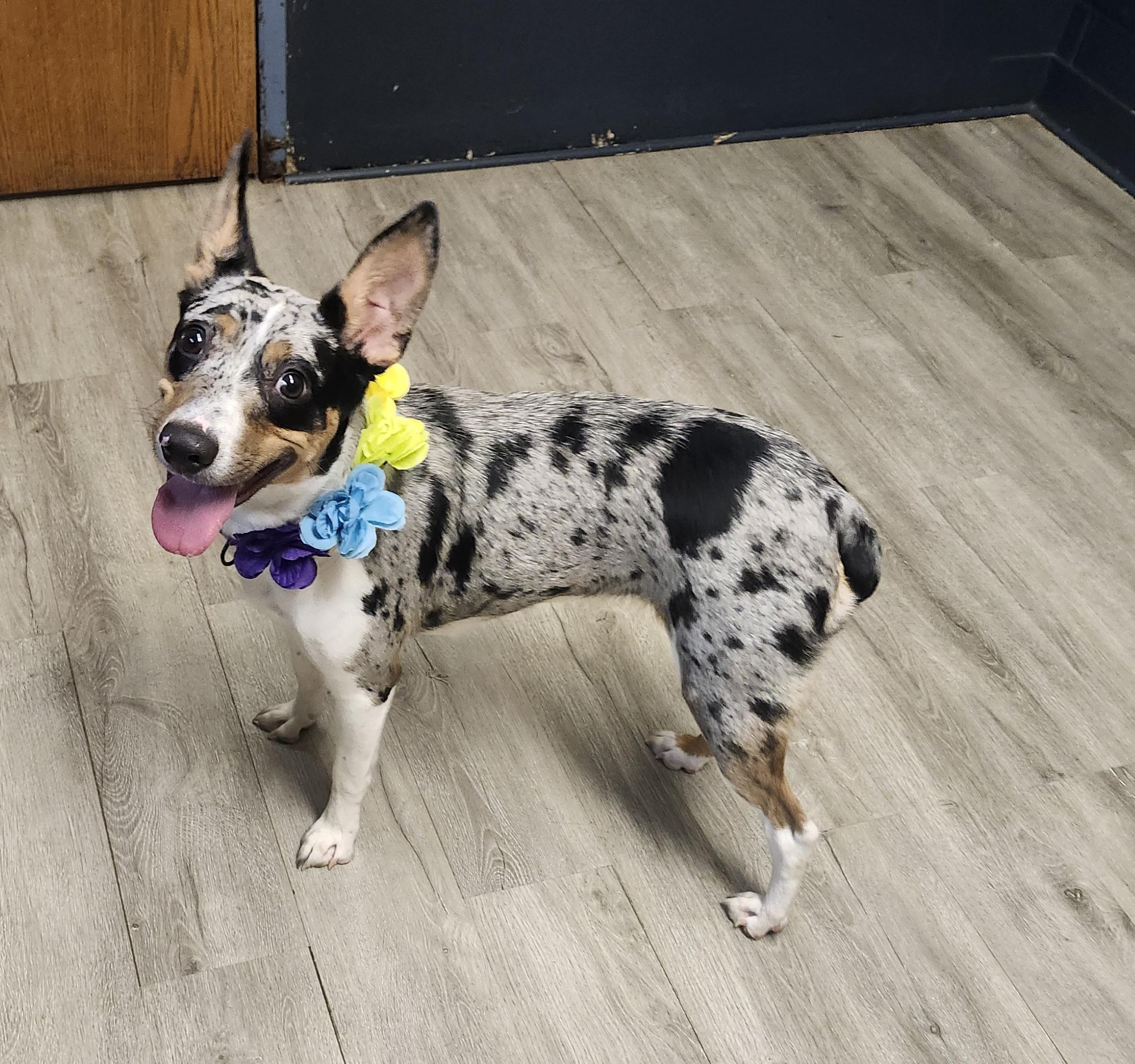 Enlarge Selene, a Adopted mixed breed in Mansfield, OH image 2/4