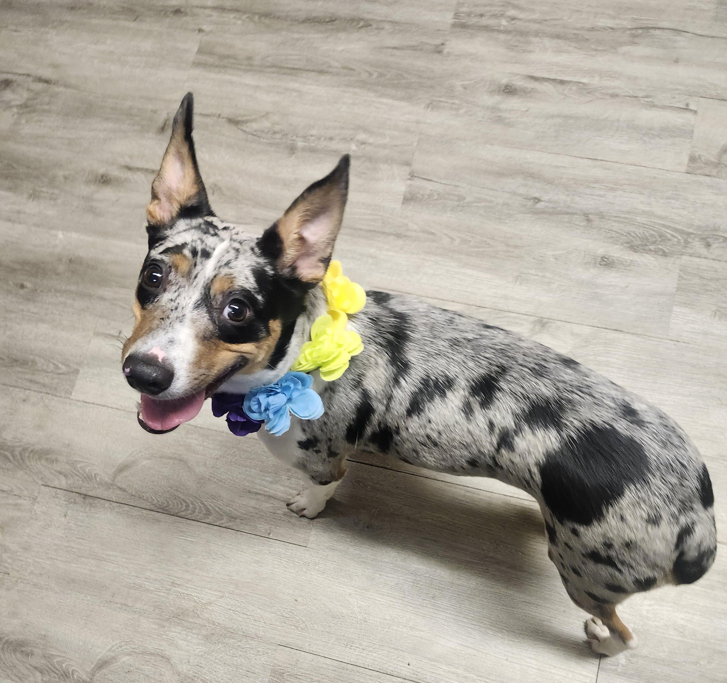Enlarge Selene, a Adopted mixed breed in Mansfield, OH image 4/4