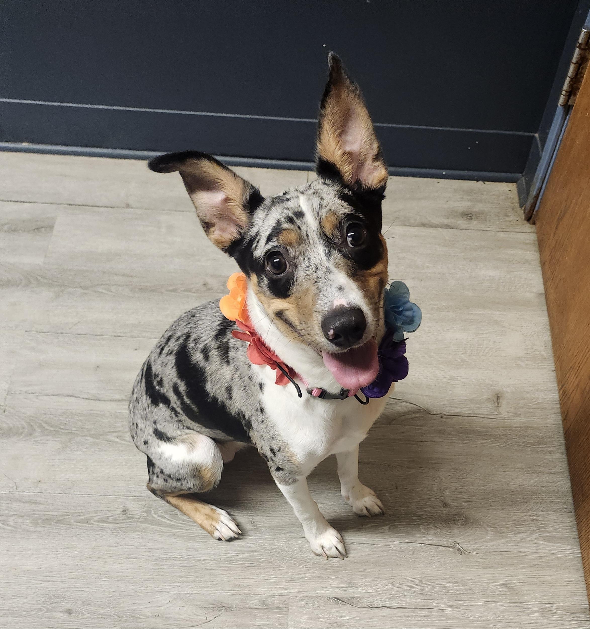Selene, Adopted, Young Female Australian Shepherd & Jack Russell Terrier.