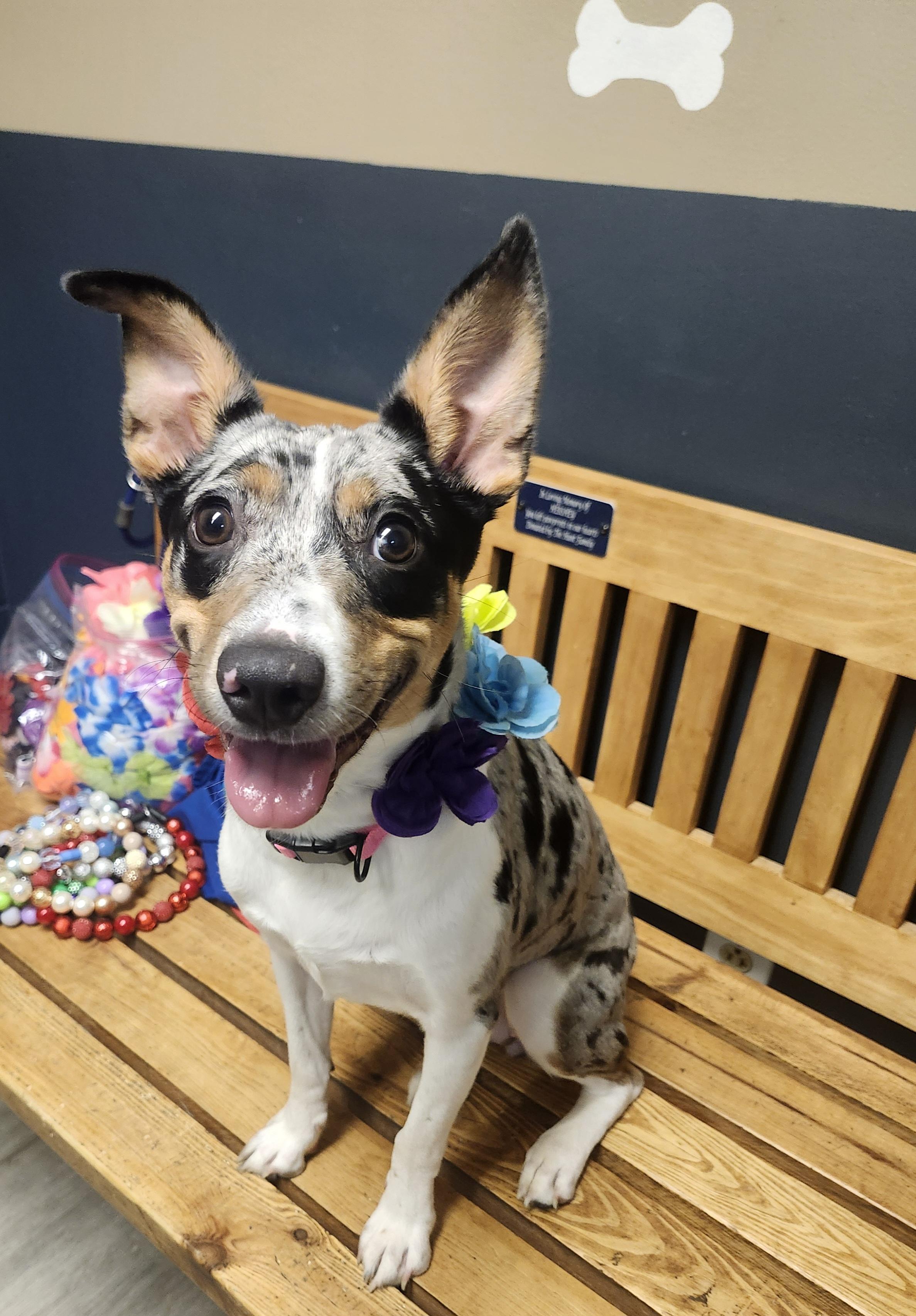 Enlarge Selene, a Adopted mixed breed in Mansfield, OH image 3/4