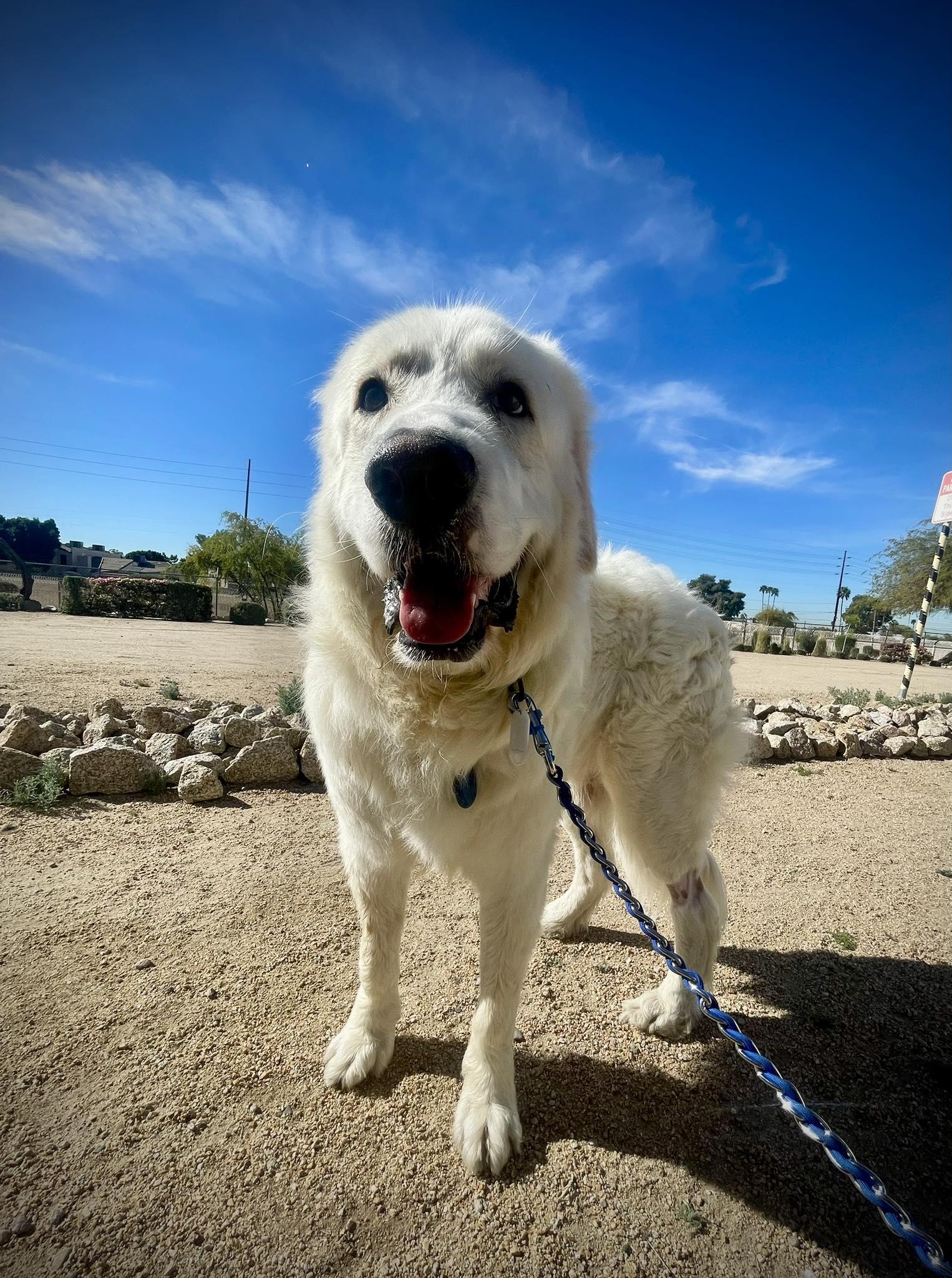 Enlarge Calvin, a ADOPTABLE Great Pyrenees in Phoenix, AZ image 2/6