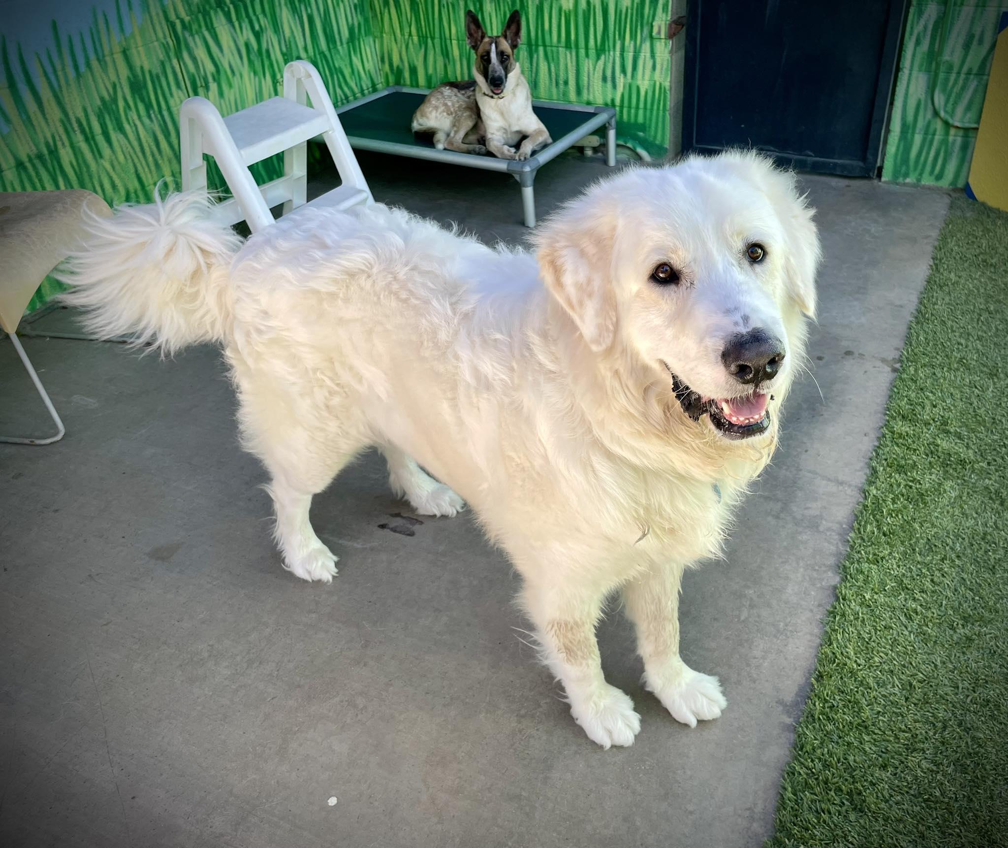 Calvin, ADOPTABLE, Young Male Great Pyrenees.