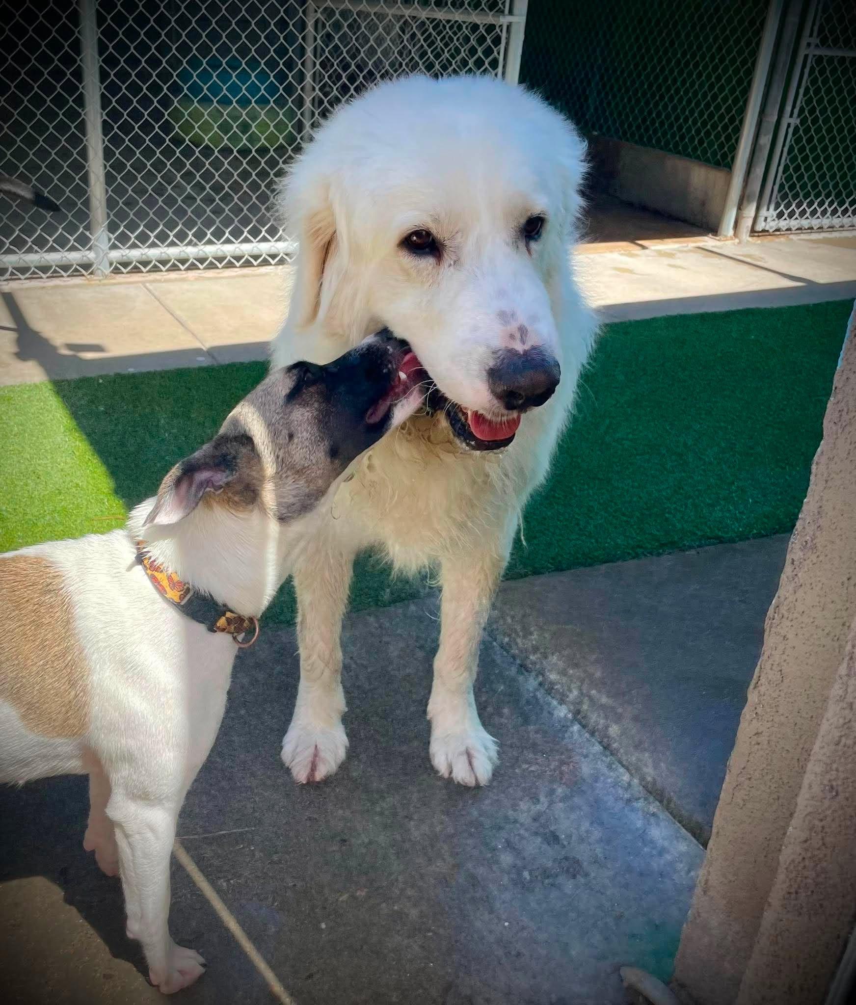 Calvin, ADOPTABLE, Young Male Great Pyrenees.