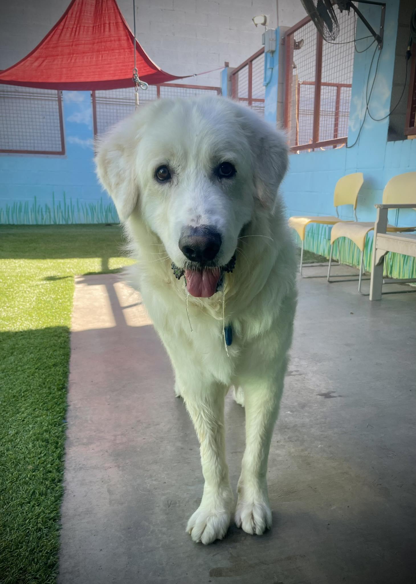Enlarge Calvin, a ADOPTABLE Great Pyrenees in Phoenix, AZ image 4/6