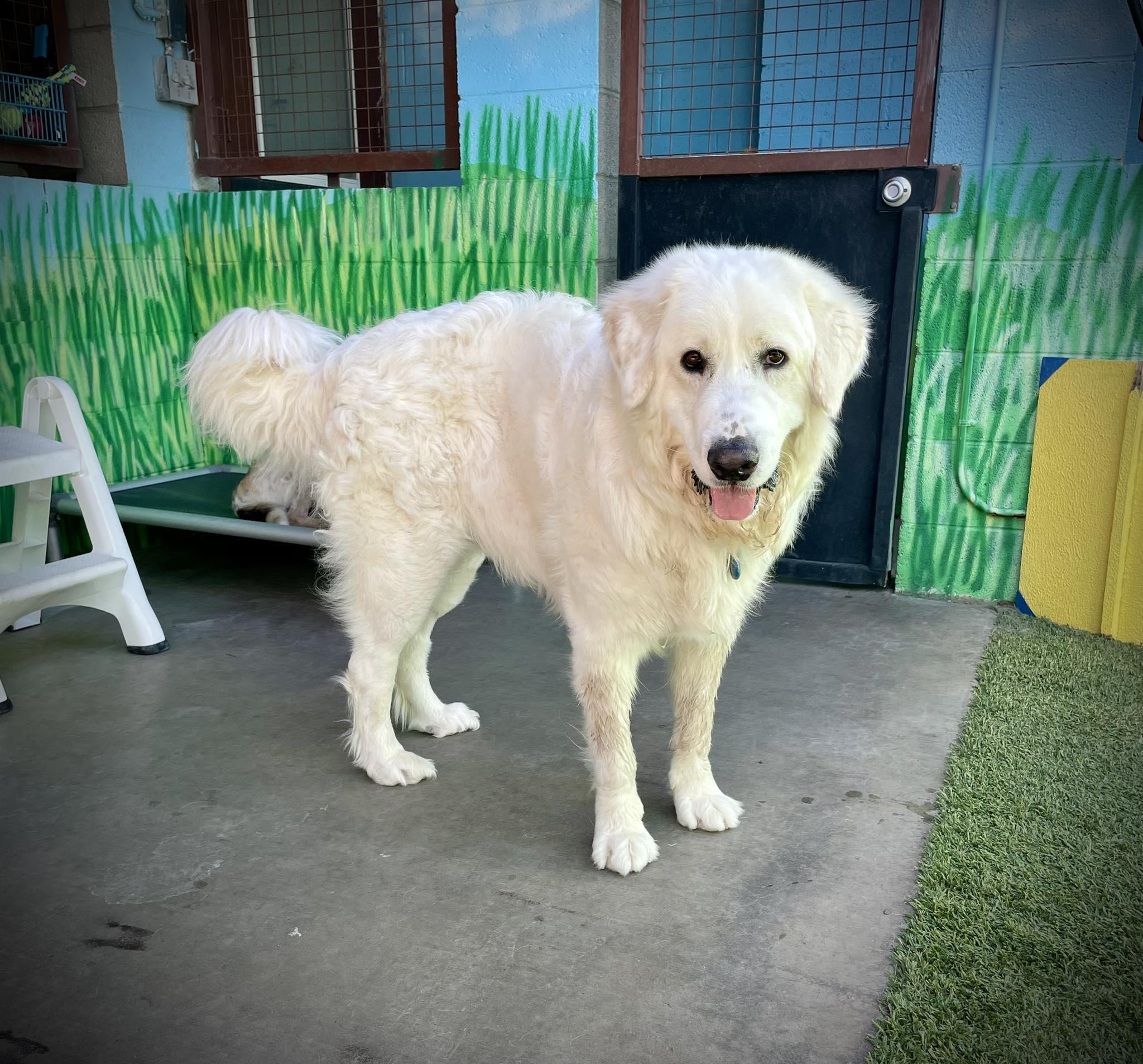 Calvin, ADOPTABLE, Young Male Great Pyrenees.