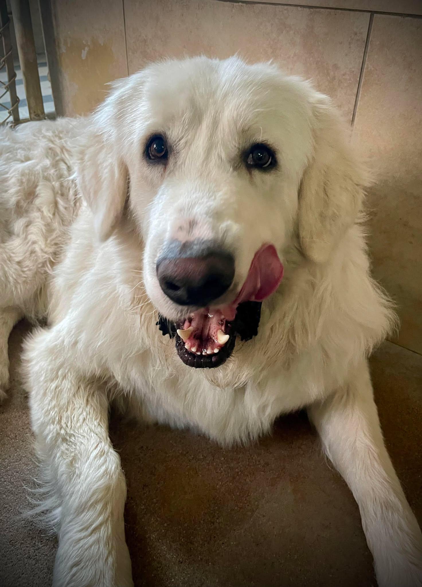 Enlarge Calvin, a ADOPTABLE Great Pyrenees in Phoenix, AZ image 3/6
