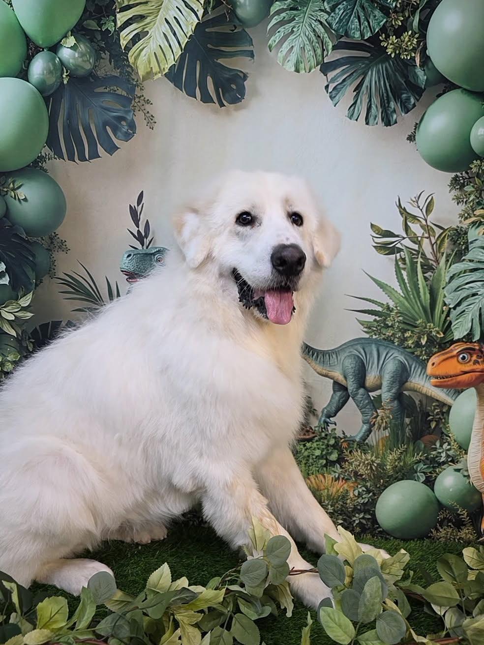 Calvin, ADOPTABLE, Young Male Great Pyrenees.