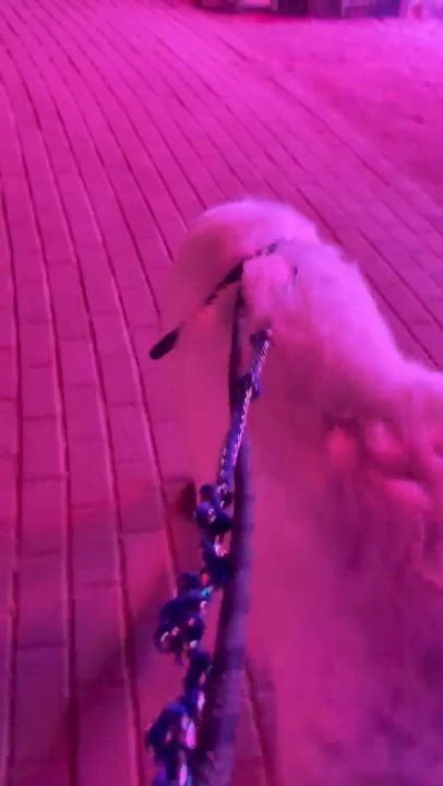Enlarge Calvin, a ADOPTABLE Great Pyrenees in Phoenix, AZ video 6/6